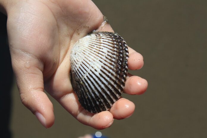Top 10 shellfish stock brands in global culinary markets