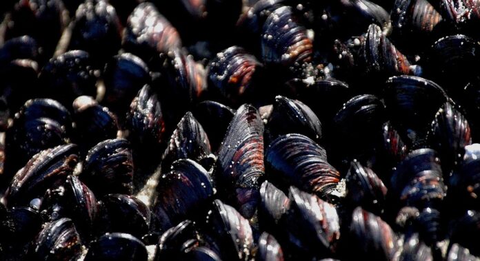 Top 10 shellfish stock export companies in Spain