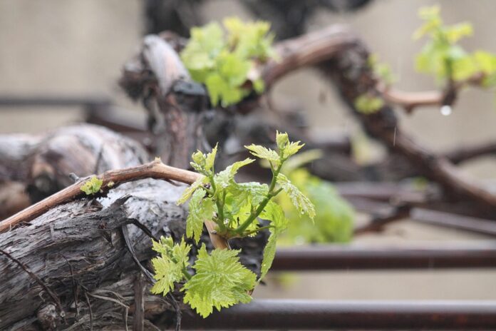 Top 10 shiraz wine producers in South Africa