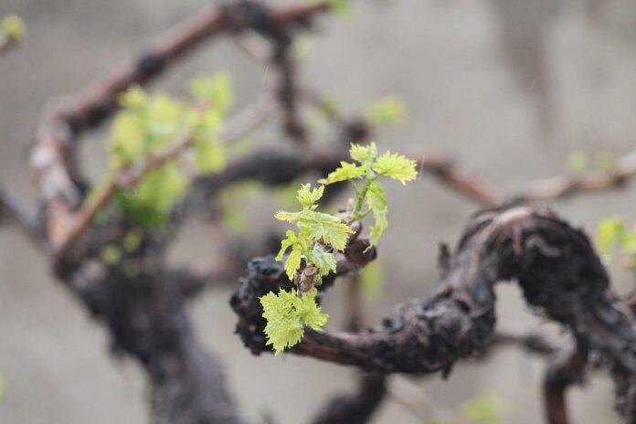 Top 10 shiraz wine producers in the United States