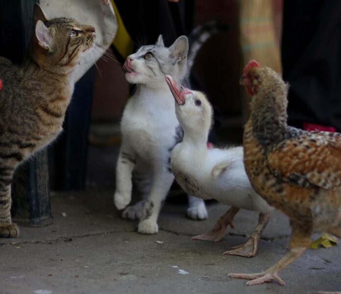 Top 10 small animal food producers in China