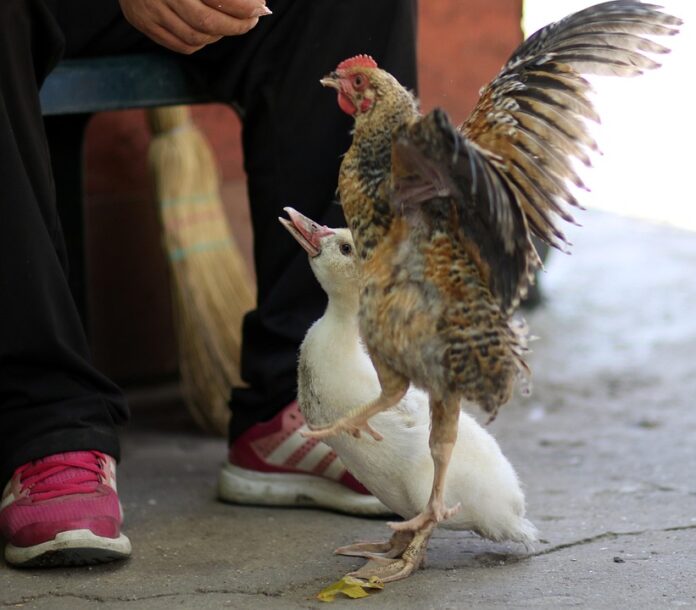 Top 10 small animal food producers in the United Kingdom