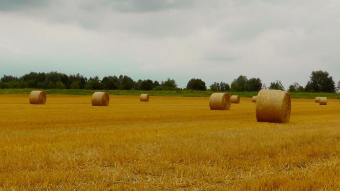 Top 10 small animal food producing countries in the world in 2025