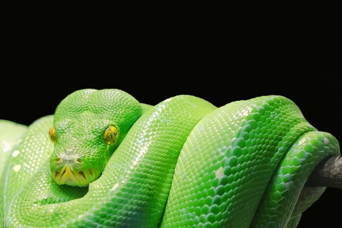Top 10 snake food brands globally in 2025