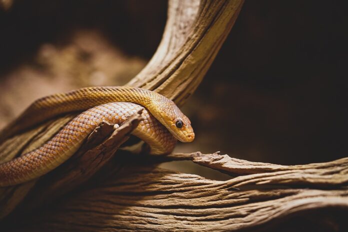 Top 10 snake food exporters globally in 2025