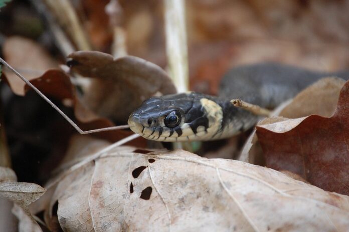 Top 10 snake food producers in France
