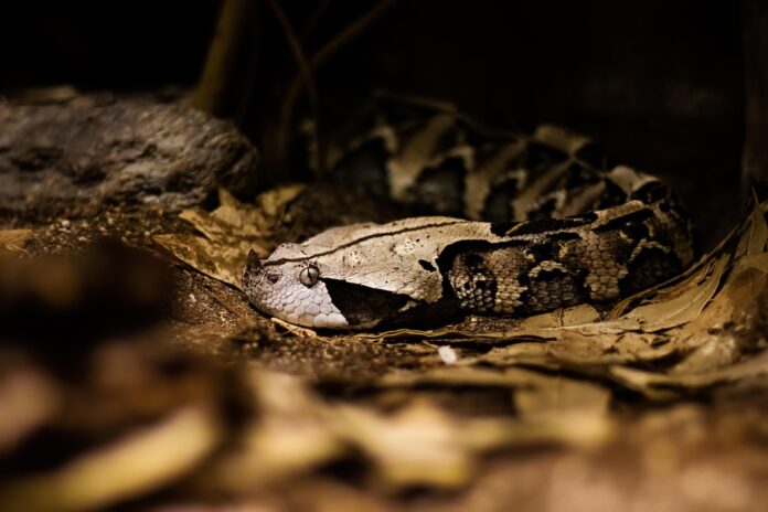 Top 10 snake food producers in Thailand