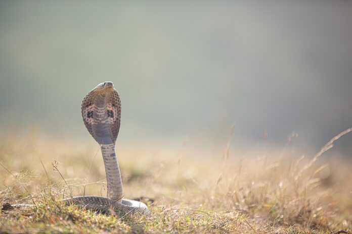 Top 10 snake food producing countries in the world in 2025