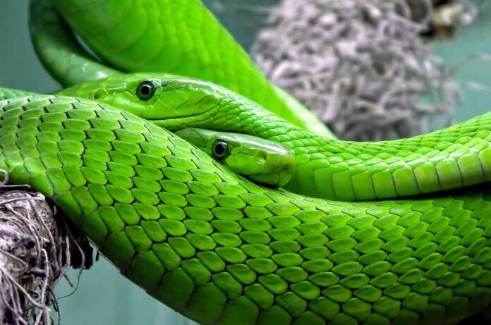 Top 10 snake food product innovations launched in 2025