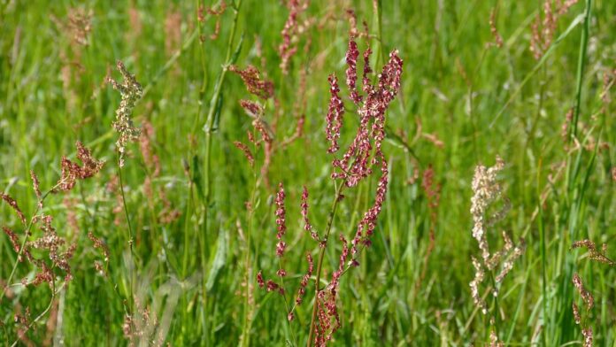 Top 10 sorrel brands in the United States