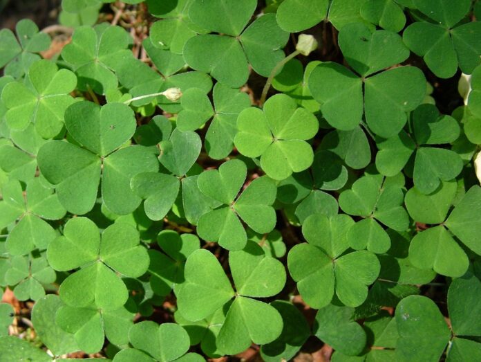 Top 10 sorrel export companies in Jamaica