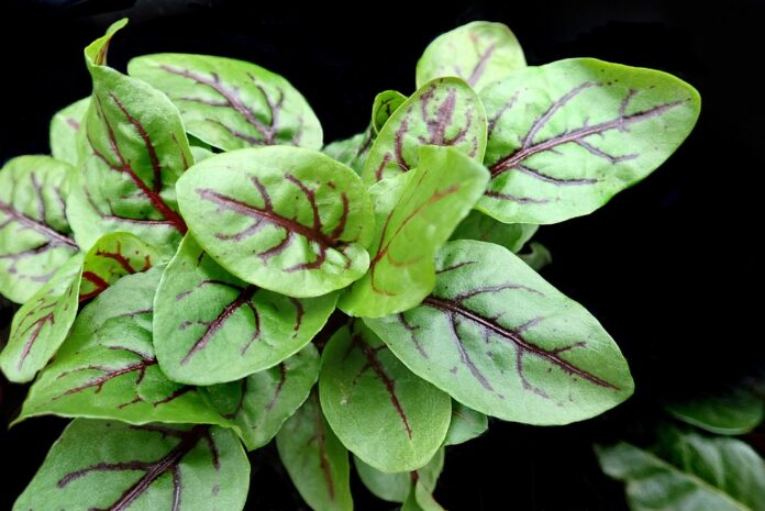 Top 10 sorrel export companies in Mexico