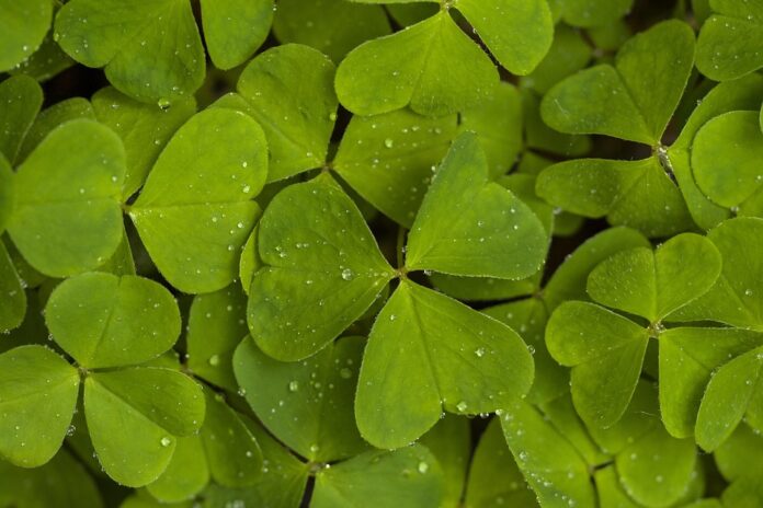 Top 10 sorrel export companies in Thailand