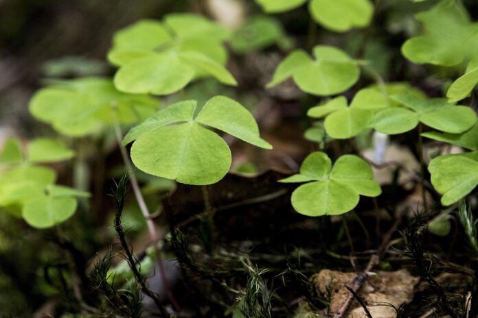 Top 10 sorrel import companies in France