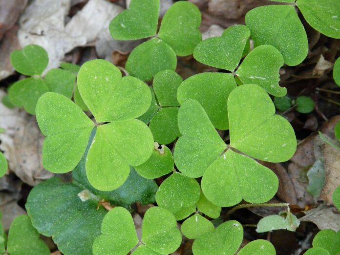 Top 10 sorrel import companies in South Korea