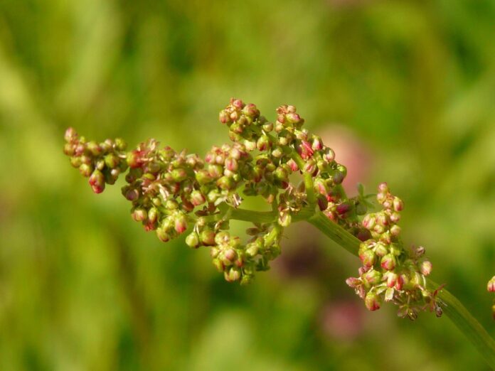 Top 10 sorrel import companies in the United Kingdom