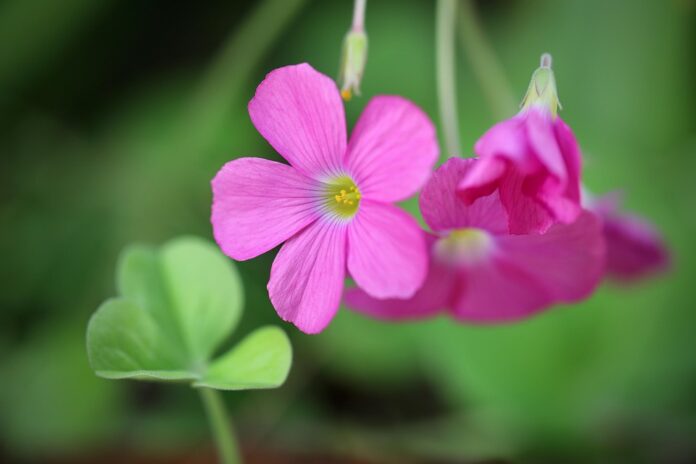 Top 10 sorrel import companies in the United States
