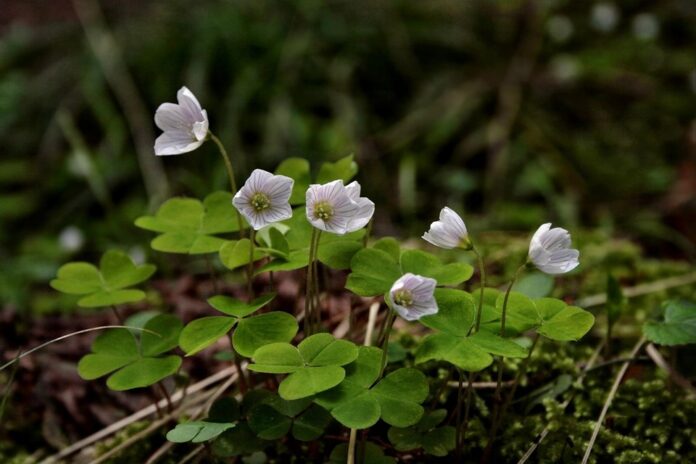 Top 10 sorrel producing countries in the world in 2025