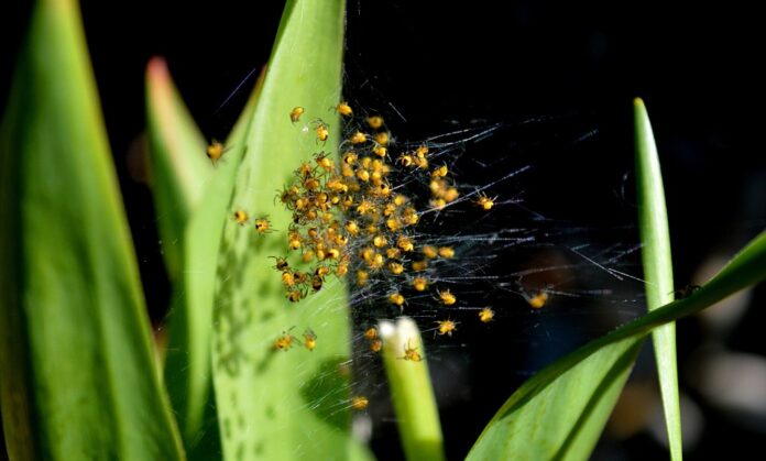 Top 10 spider food producers in Brazil