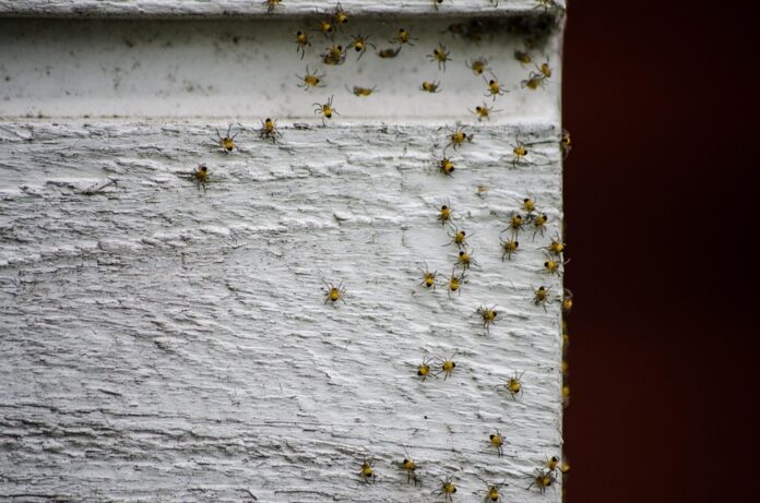 Top 10 spider food producers in China