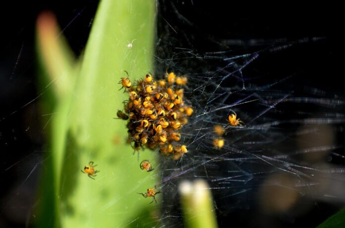 Top 10 spider food producers in Germany