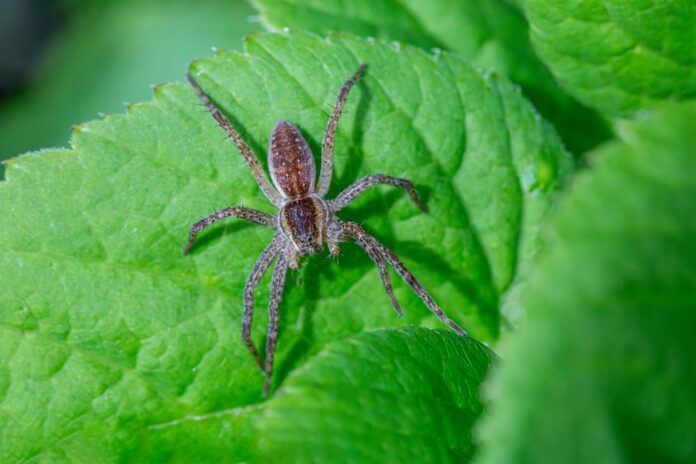 Top 10 spider food producers in Thailand