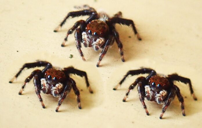Top 10 spider food producers in the United Kingdom