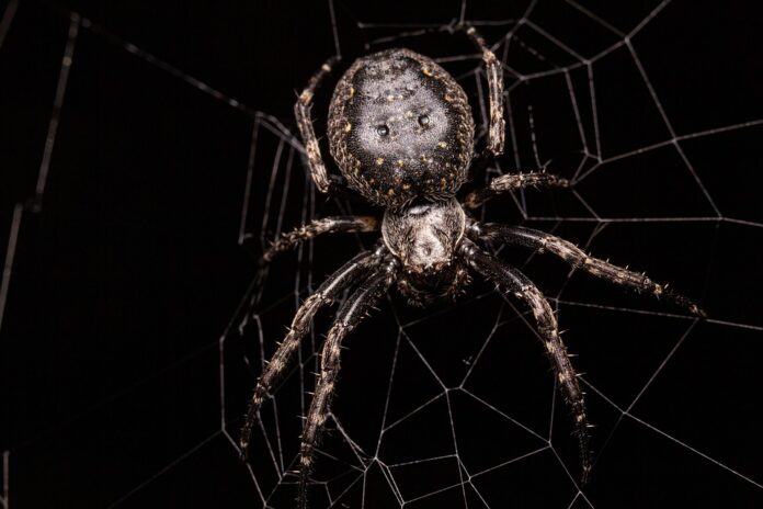 Top 10 spider food product innovations launched in 2025