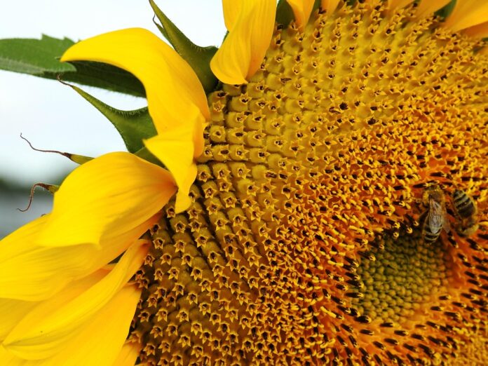 Top 10 sunflower oil brands in China
