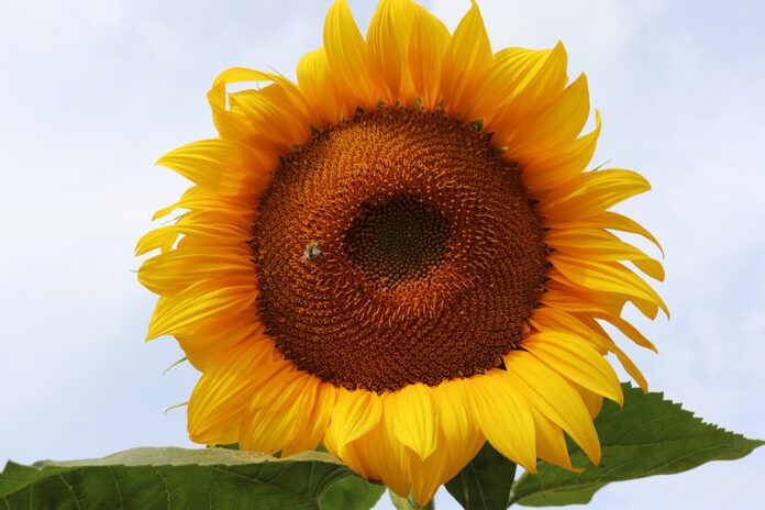 Top 10 sunflower oil brands in India