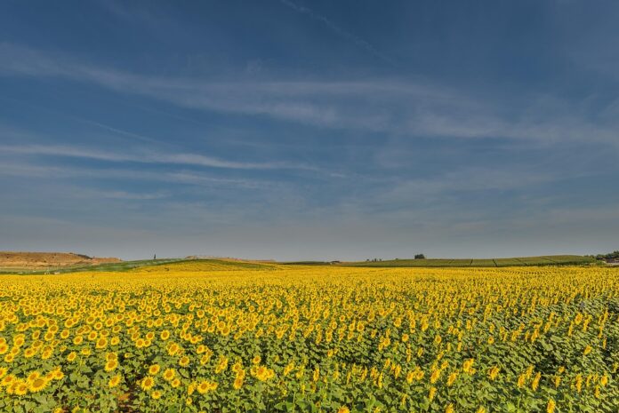 Top 10 sunflower oil export companies in France
