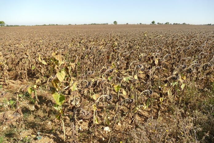 Top 10 sunflower oil export companies in Spain