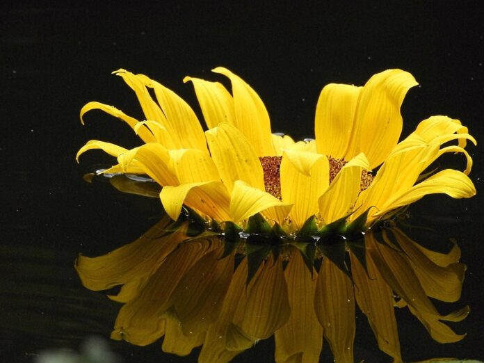 Top 10 sunflower oil export companies in Ukraine