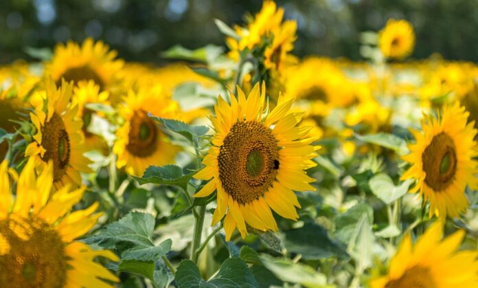 Top 10 sunflower oil export companies in United States
