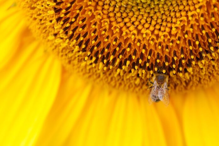 Top 10 sunflower oil foodservice suppliers globally
