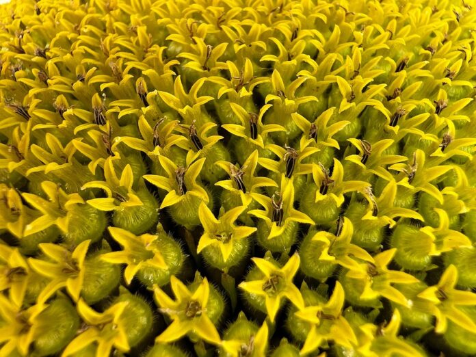 Top 10 sunflower oil import companies in Germany