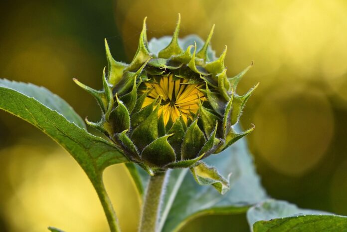 Top 10 sunflower oil import companies in Italy