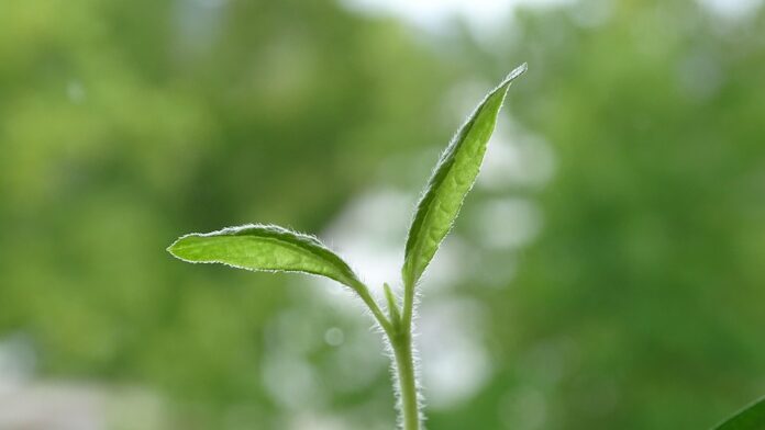 Top 10 sunflower seed import companies in Germany