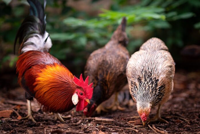 Top 10 sustainable bird food producers globally