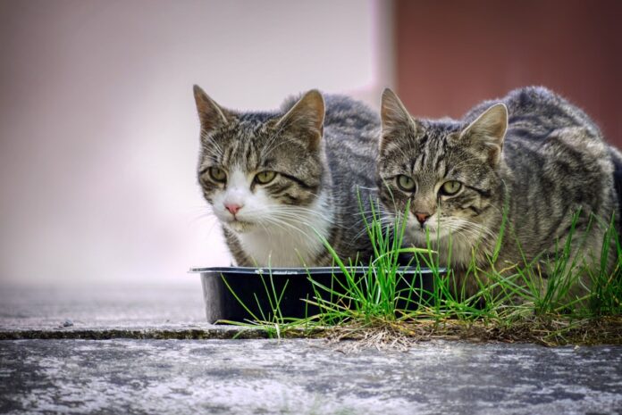 Top 10 sustainable cat food producers globally