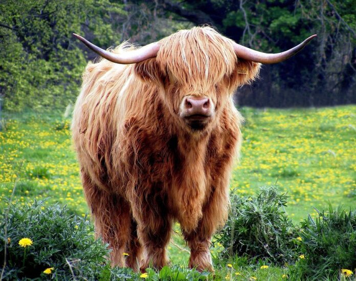 Top 10 sustainable cattle food producers globally