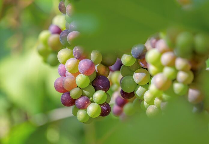 Top 10 sustainable certified wine producers in the United States