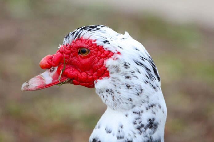 Top 10 sustainable duck food producers globally