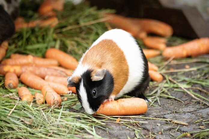 Top 10 sustainable guinea pig food producers globally