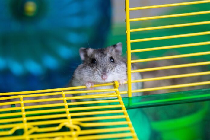 Top 10 sustainable hamster food producers globally