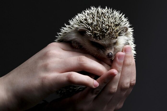 Top 10 sustainable hedgehog food producers globally