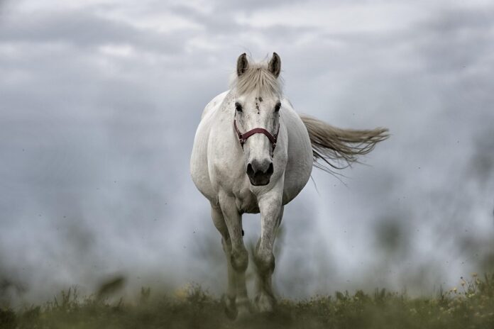 Top 10 sustainable horse food producers globally