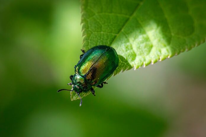 Top 10 sustainable insect based pet food producers globally