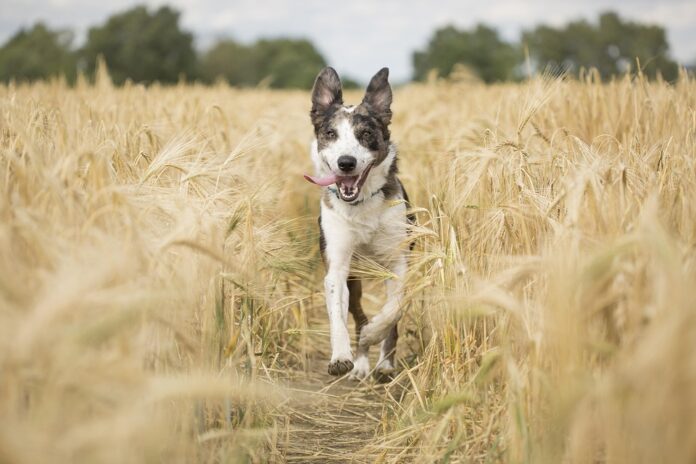 Top 10 sustainable pet supplements producers globally