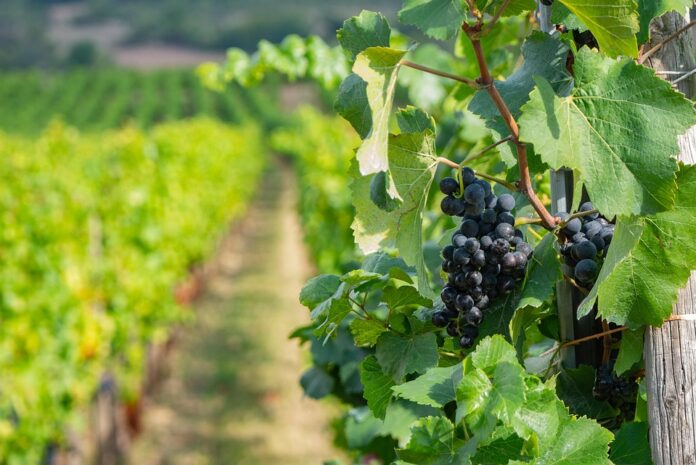 Top 10 sustainable pinot noir wine producers in 2025
